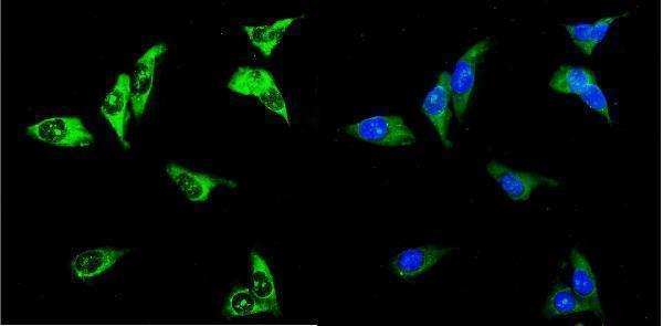 a08388 2 upf3a primary antibodies if testing 2