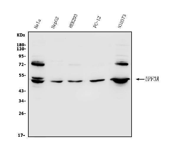 a08388 2 upf3a primary antibodies wb testing 1