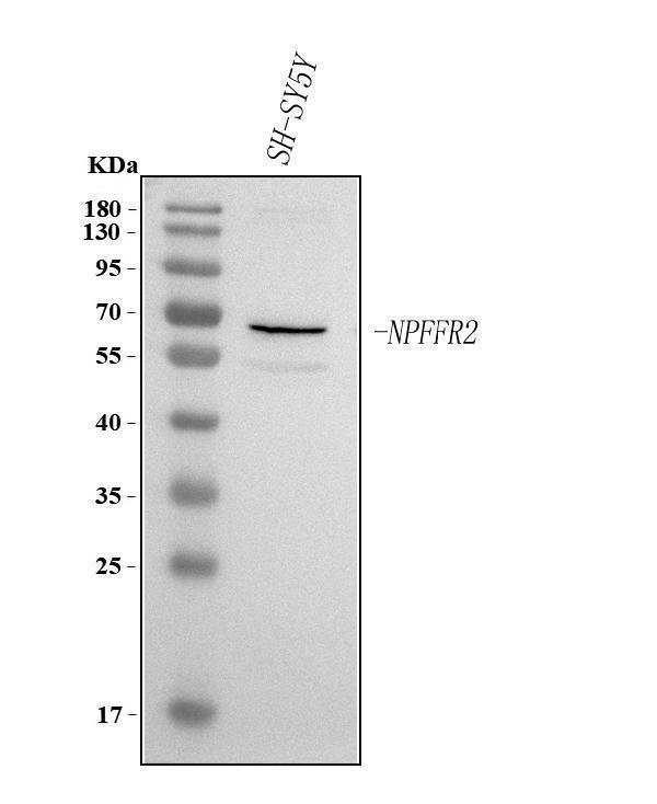 Western blot analysis of NPFFR2 using anti-NPFFR2 antibody (A08389-2)