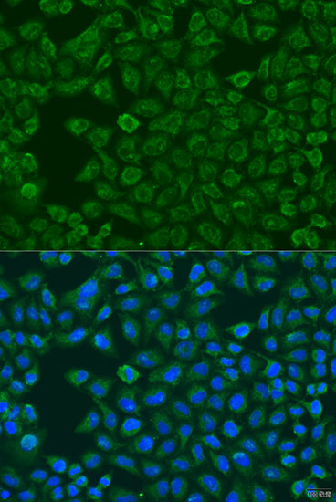 Immunofluorescence analysis of U2OS cells using FMO5 antibody  at dilution of 1:100