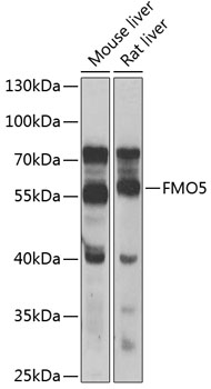 Western blot analysis of extracts of various cell lines, using FMO5 antibody  at 1:1000 dilution