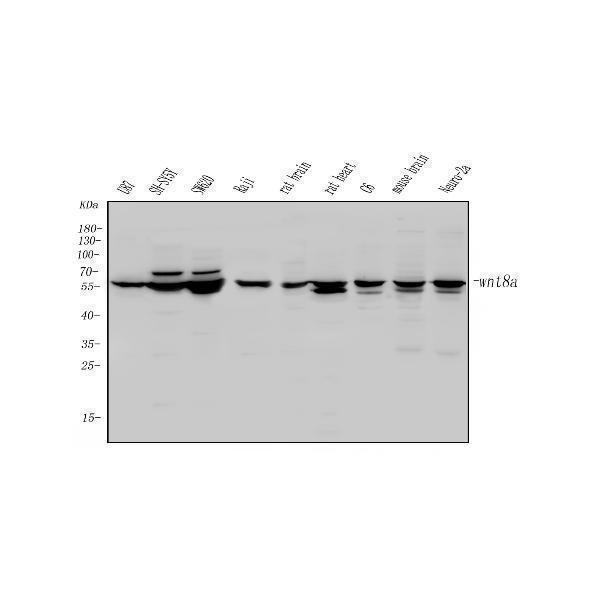 a08392 2 wnt8a primary antibodies wb testing 1
