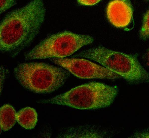 a08393 1 hycc1 primary antibodies if testing 1