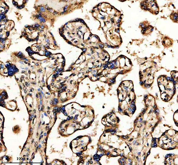 a08393 1 hycc1 primary antibodies ihc testing 2