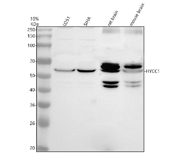 a08393 1 hycc1 primary antibodies wb testing 1