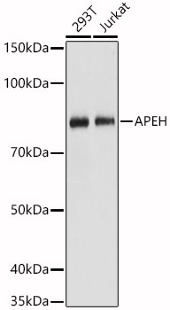 a08394 apeh primary antiboties wb testing 1