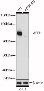 a08394 apeh primary antiboties wb testing 2