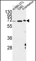 CREBL1 Antibody (C-term) (Cat. #A08395-1) western blot analysis in mouse NIH-3T3,CHO cell line and mouse cerebellum tissue lysates (35ug/lane). This demonstrates the CREBL1 antibody detected the CREBL1 protein (arrow).