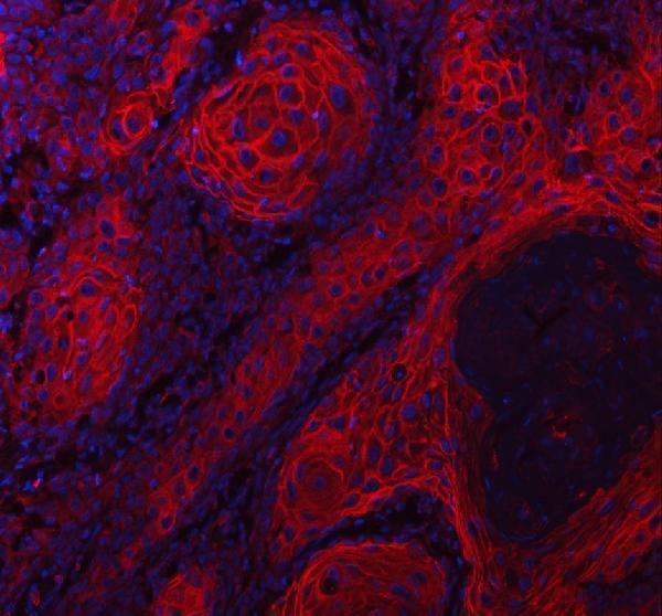 a08396 lypd3 primary antibodies if testing 4