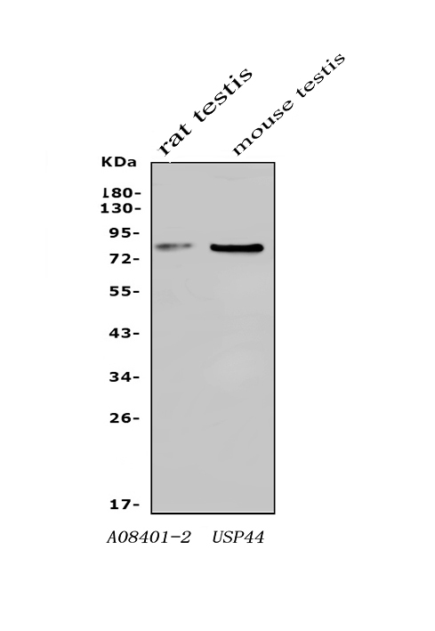  Western blot analysis of USP44 using anti-USP44 antibody (A08401-2)