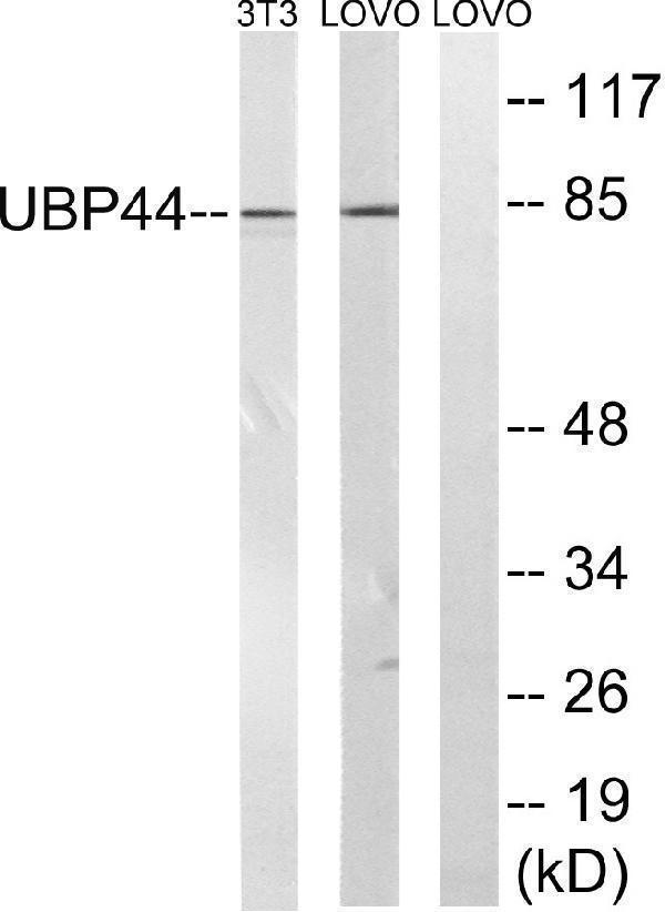 a08401 usp44 primary antibodies wb testing 1