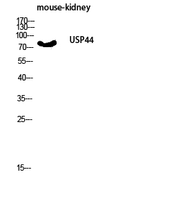 a08401 usp44 primary antibodies wb testing 2