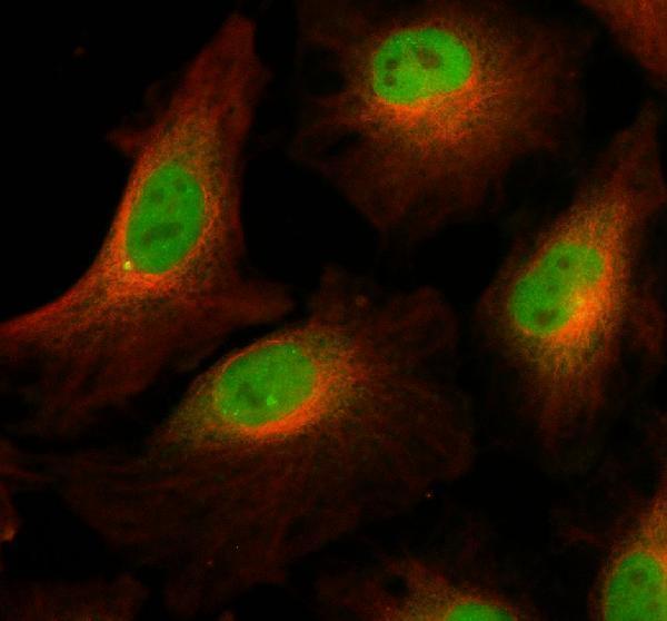 a08406 1 dusp12 primary antibodies if testing 1
