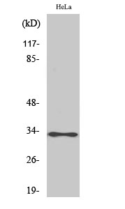 a08407 atp5c1 primary antibodies wb testing 2