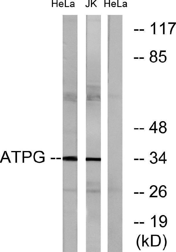 a08407 atp5c1 primary antibodies wb testing 3