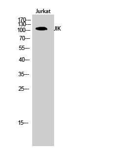 Western Blot analysis of Jurkat cells using JIK Polyclonal Antibody
