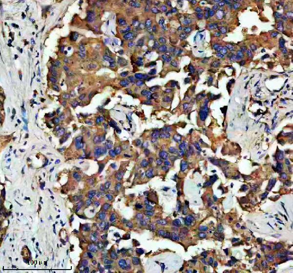 a08410 3 steap2 primary antibodies ihc testing 1
