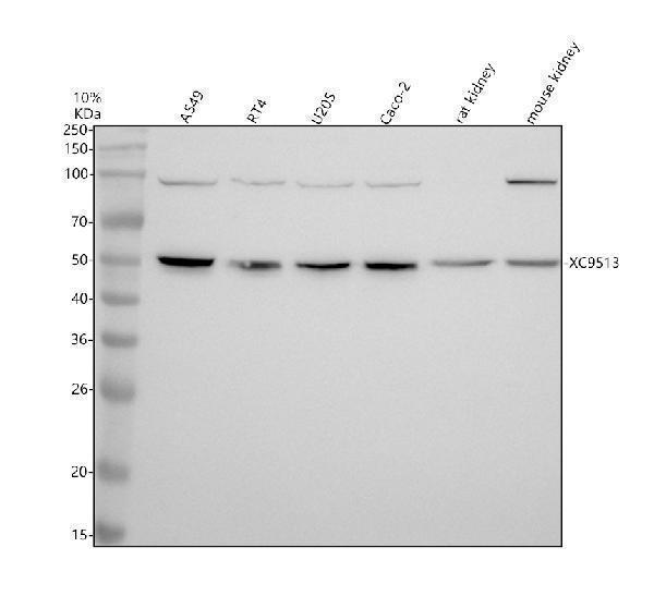 Anti-STEAP2 Antibody Picoband&reg;