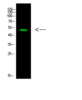 a08411 1 rxrg primary antibodies wb testing 1