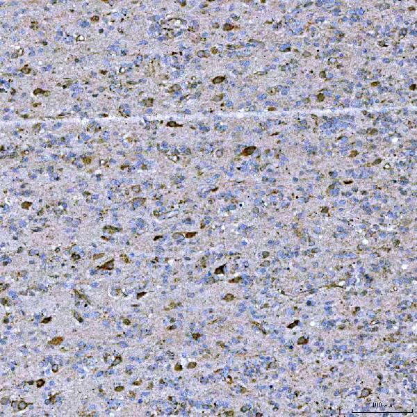  IHC analysis of STAP2 using anti-STAP2 antibody (A08413-3)