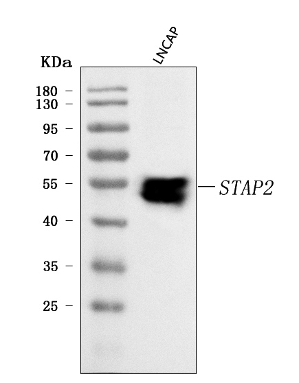  Western blot analysis of STAP2 using anti-STAP2 antibody (A08413-3)