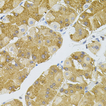 Immunohistochemistry of paraffin-embedded mouse brain using NAT8 antibody  