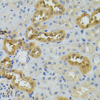 Immunohistochemistry of paraffin-embedded rat kidney using NAT8 antibody  