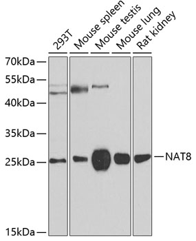 Western blot analysis of extracts of various cell lines, using NAT8 antibody  at 1:500 dilution