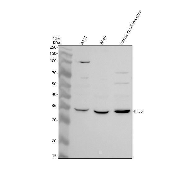 a08415 1 ifi35 primary antibodies wb testing 1