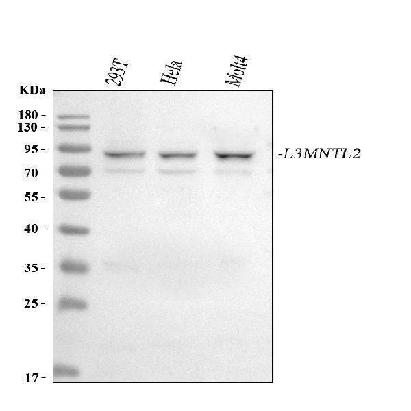  Western blot analysis of L3MBTL2 using anti-L3MBTL2 antibody (A08416-1)