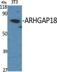 a08418 arhgap18 primary antibodies wb testing 2