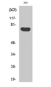 a08418 arhgap18 primary antibodies wb testing 3