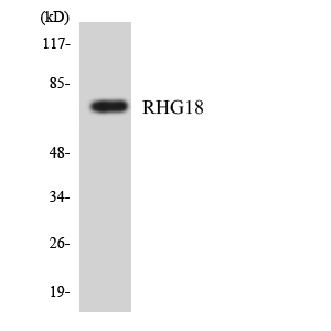 a08418 arhgap18 primary antibodies wb testing 5