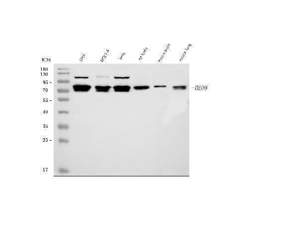  Western blot analysis of BRD9 using anti-BRD9 antibody (A08420-1)