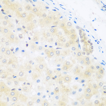 a08420 brd9 primary antiboties ihc testing 2