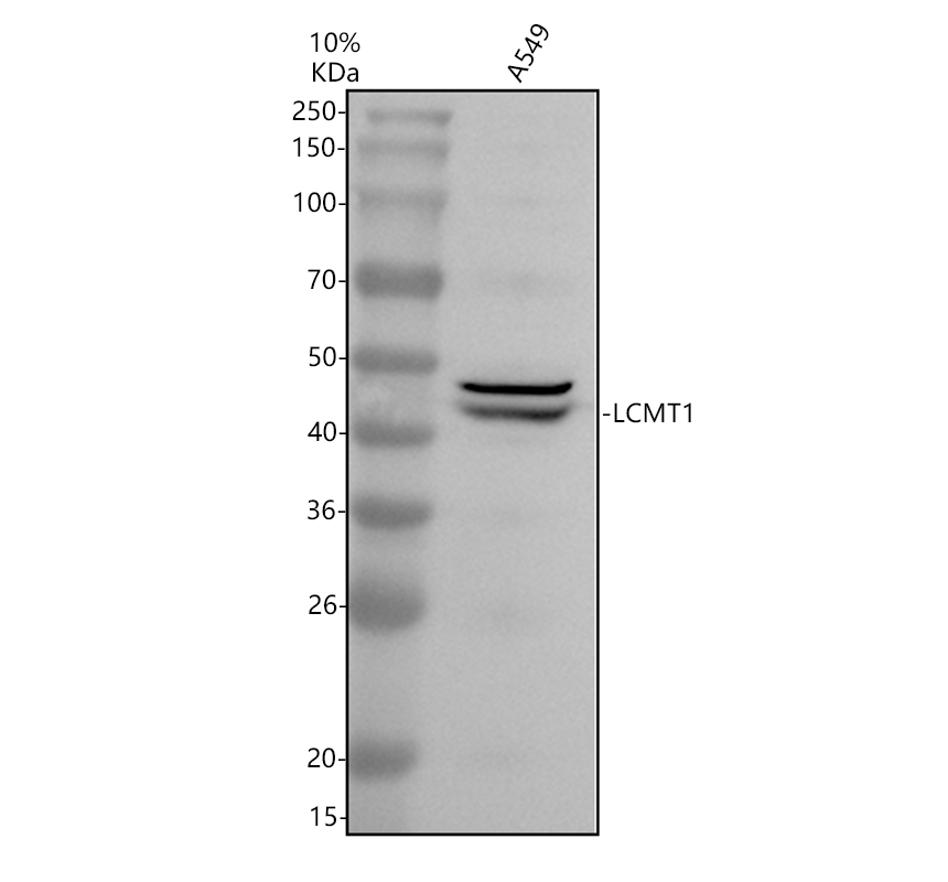 Western blot analysis of LCMT1 using anti-LCMT1 antibody (A08421-1)