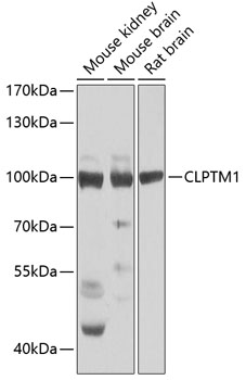a08423 1 clptm1 primary antiboties wb testing 1