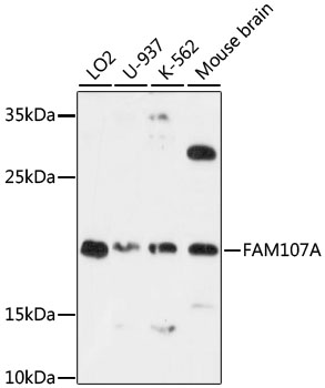 Western blot analysis of extracts of various cell lines, using FAM107A antibody