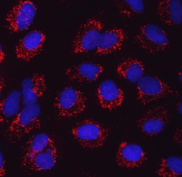 a08425 1 sars2 primary antibodies if testing 9