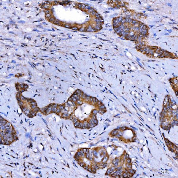 a08425 1 sars2 primary antibodies ihc testing 4