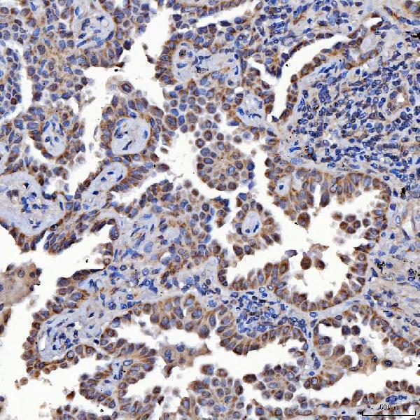 a08425 1 sars2 primary antibodies ihc testing 7