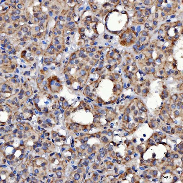 a08425 1 sars2 primary antibodies ihc testing 8