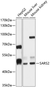 a08425 sars2 primary antiboties wb testing 1