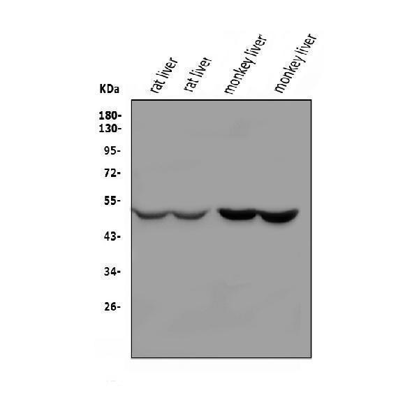 a08426 serpina4 primary antibodies wb testing 1