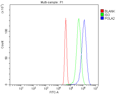  Flow Cytometry analysis of U251 cells using anti-POLA2 antibody (A08427-2)