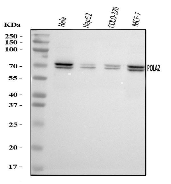  Western blot analysis of POLA2 using anti-POLA2 antibody (A08427-2)