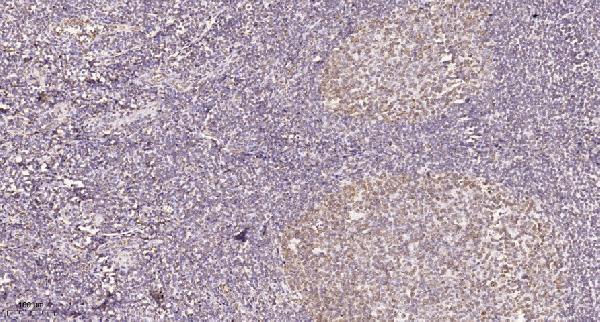 Immunohistochemical analysis of paraffin-embedded human tonsil
