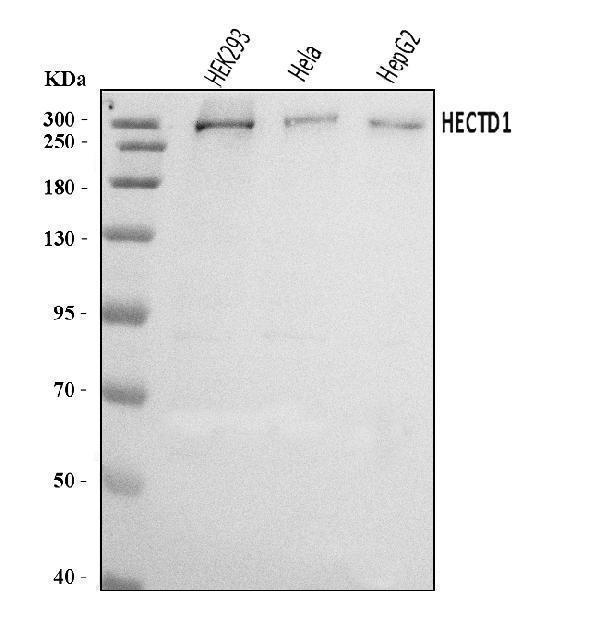 a08428 2 hectd1 primary antibodies wb testing 1_1