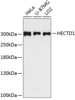 Western blot analysis of extracts of various cell lines, using HECTD1 antibody  at 1:3000 dilution