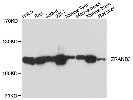 Western blot analysis of extracts of various cell lines, using ZRANB3 antibody  at 1:3000 dilution